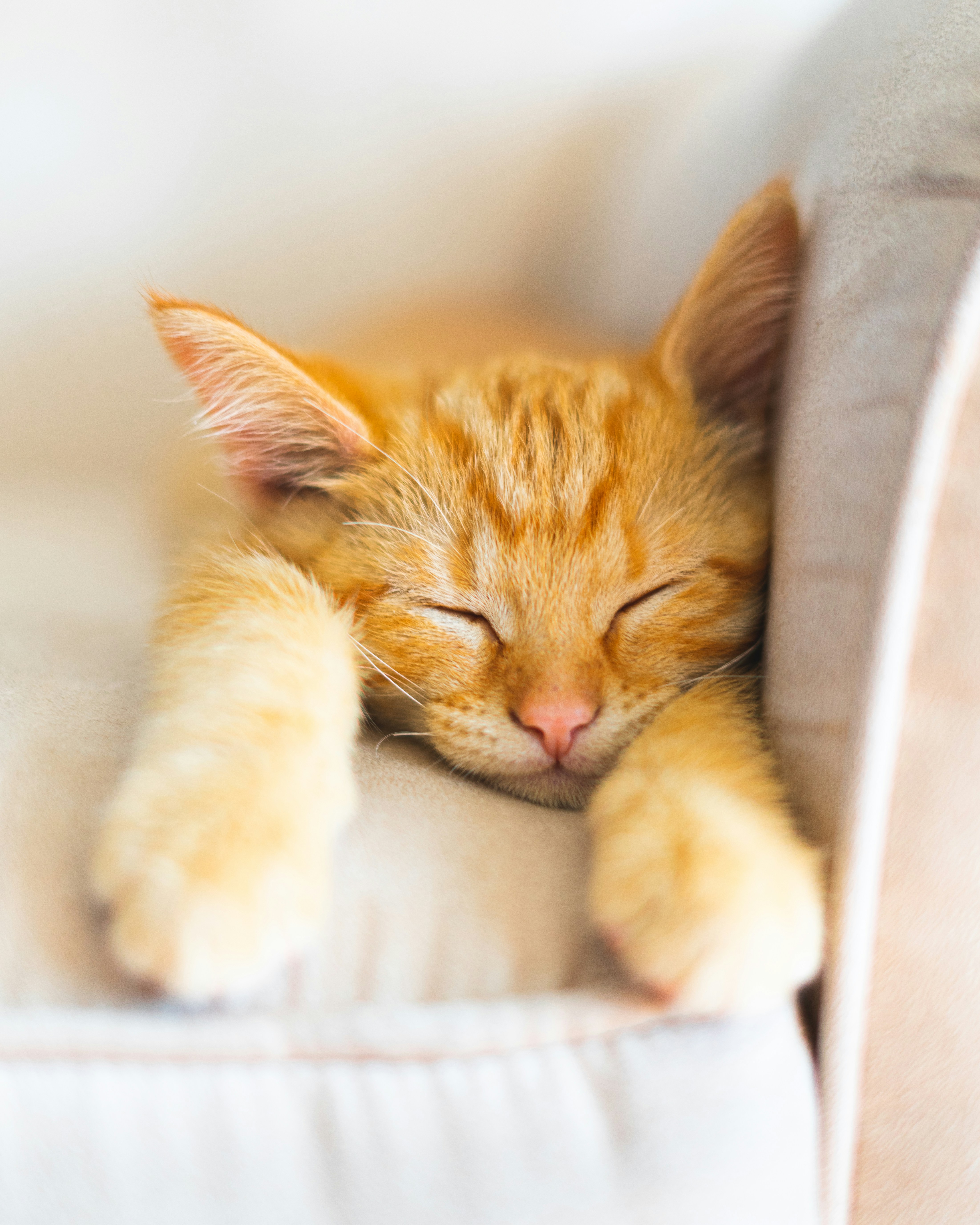 Gatito 1