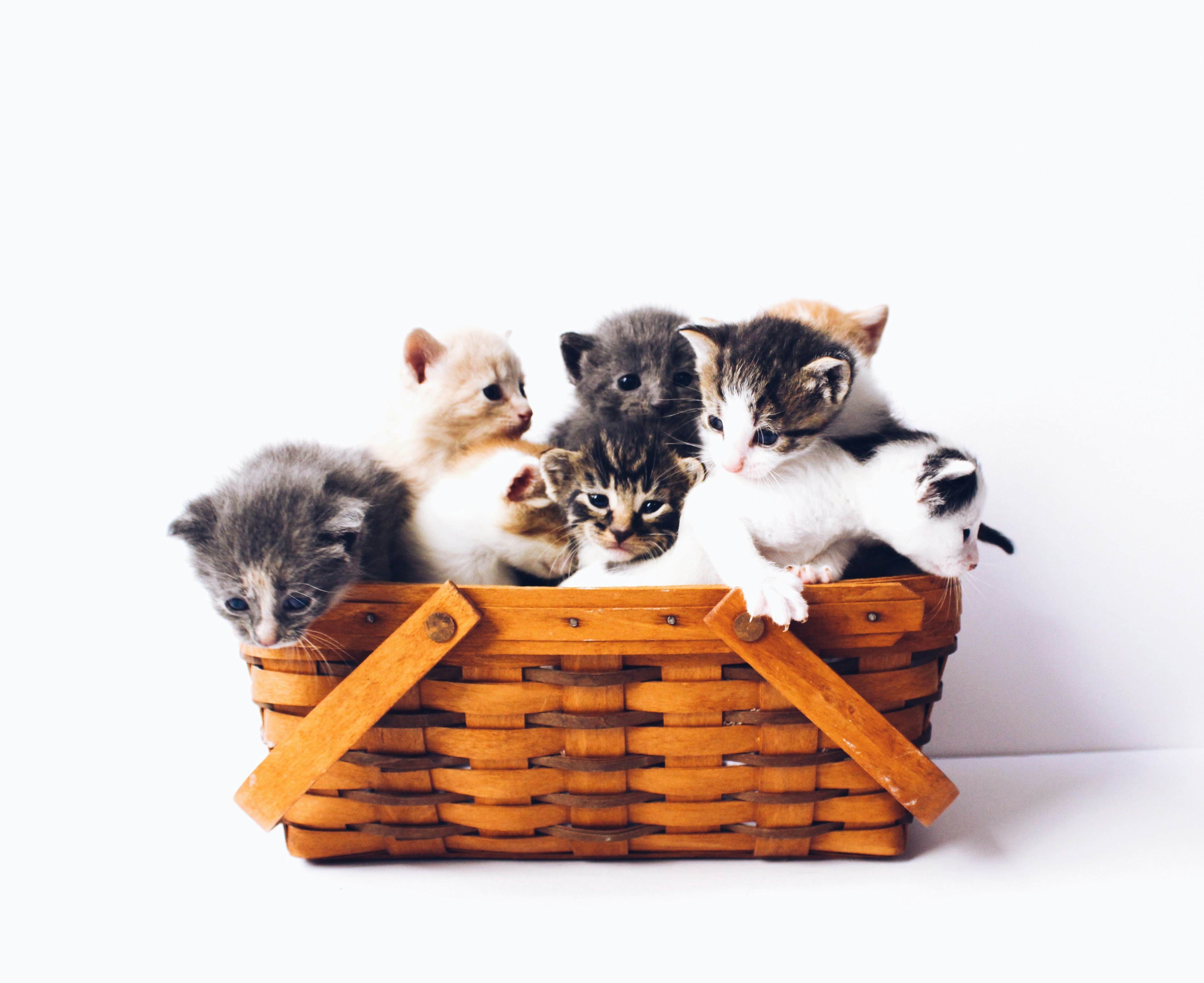 Gatito 2
