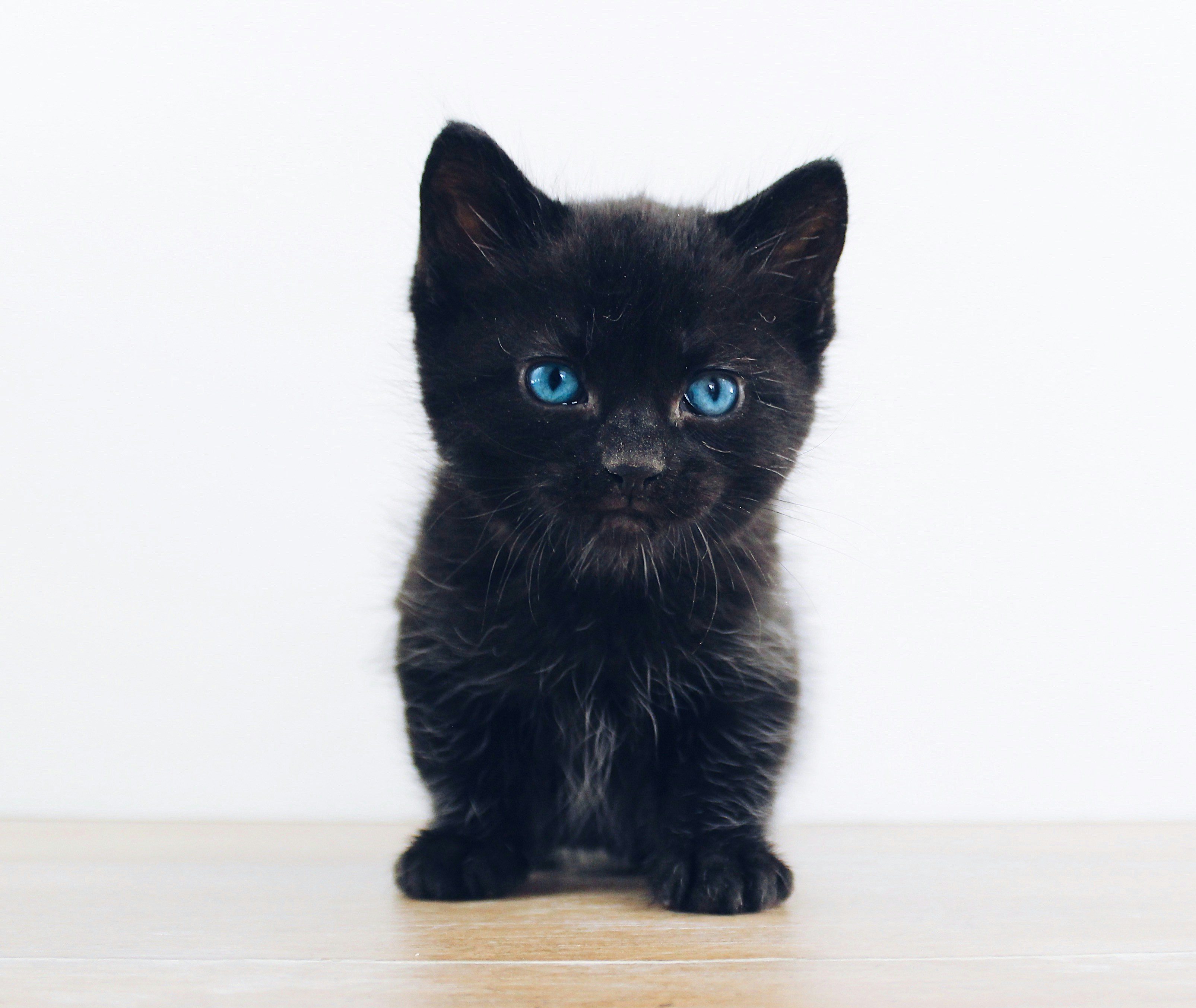 Gatito 3