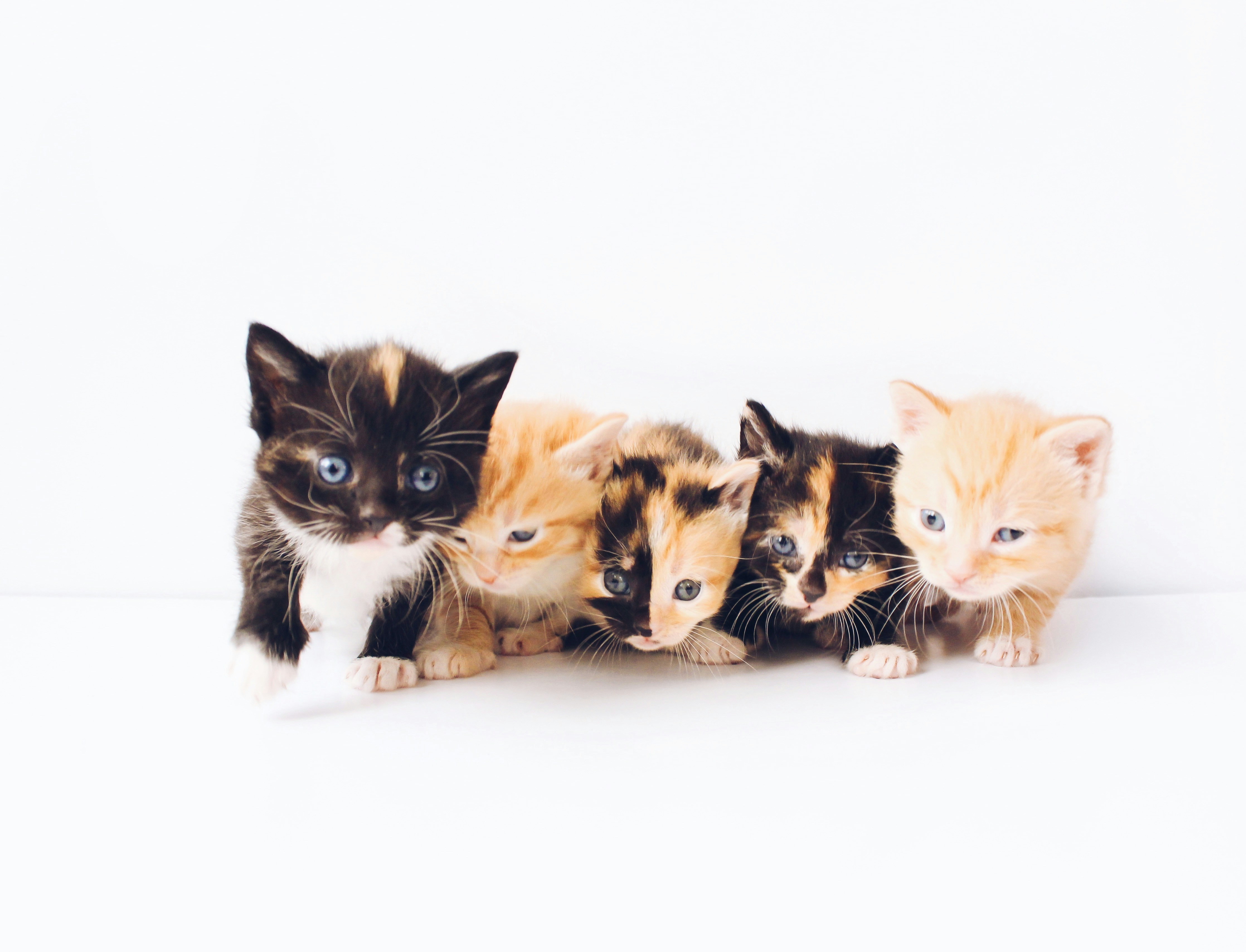 Gatito 4