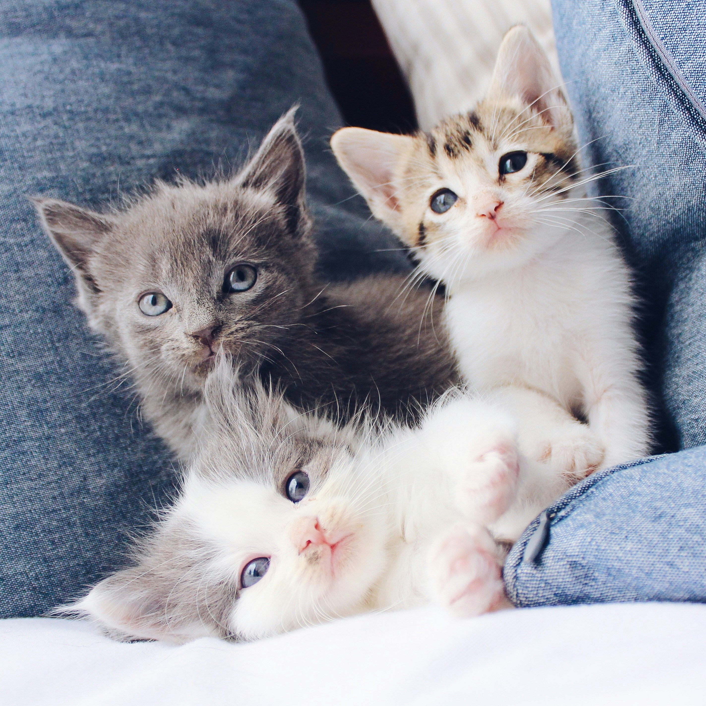 Gatito 5